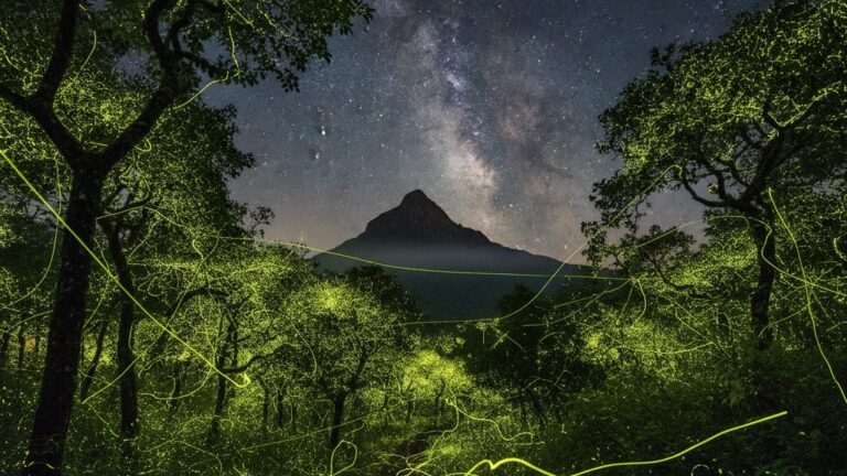 Igatpuri Fireflies Festival: The 2026 Guide to Bhandardara Trails